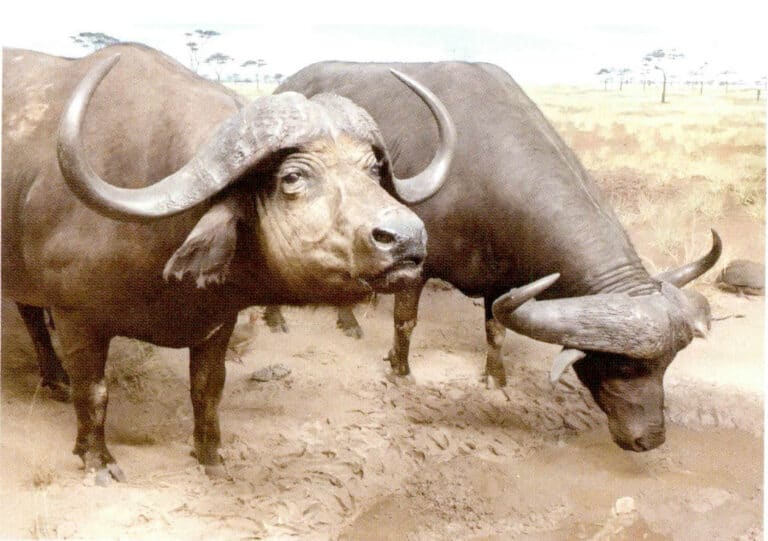 Figure 7-2-31 African Buffalo (1)