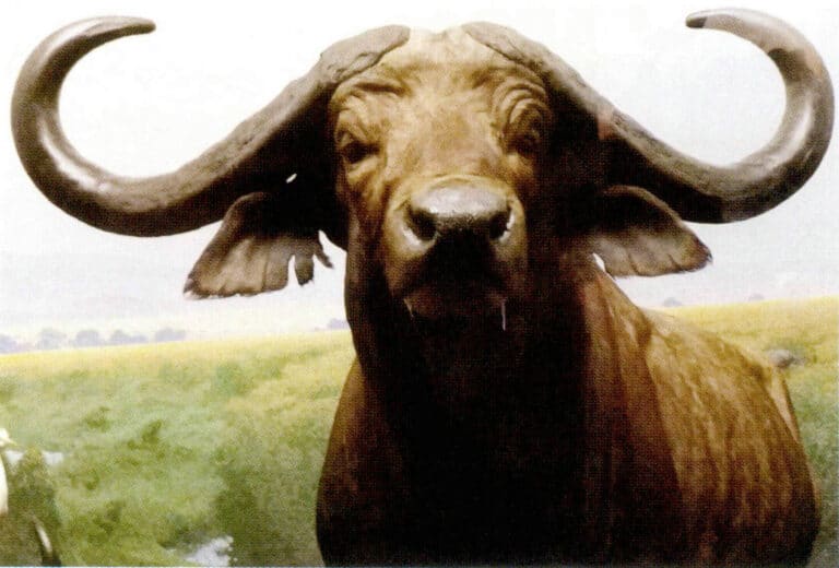 Figure 7-2-32 African Buffalo (2)