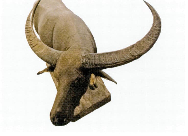 Figure 7-2-33 Buffalo