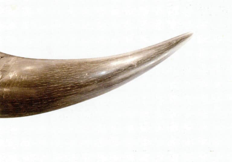 Figure 7-2-34 Buffalo horn (1)