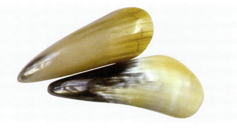 Figure 7-2-35 Buffalo horn (2)