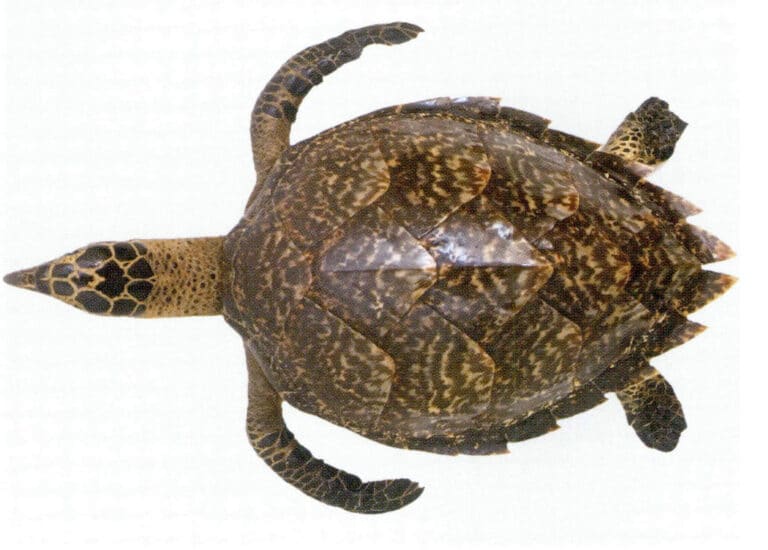 Figure 7-3-1 Tortoiseshell turtle