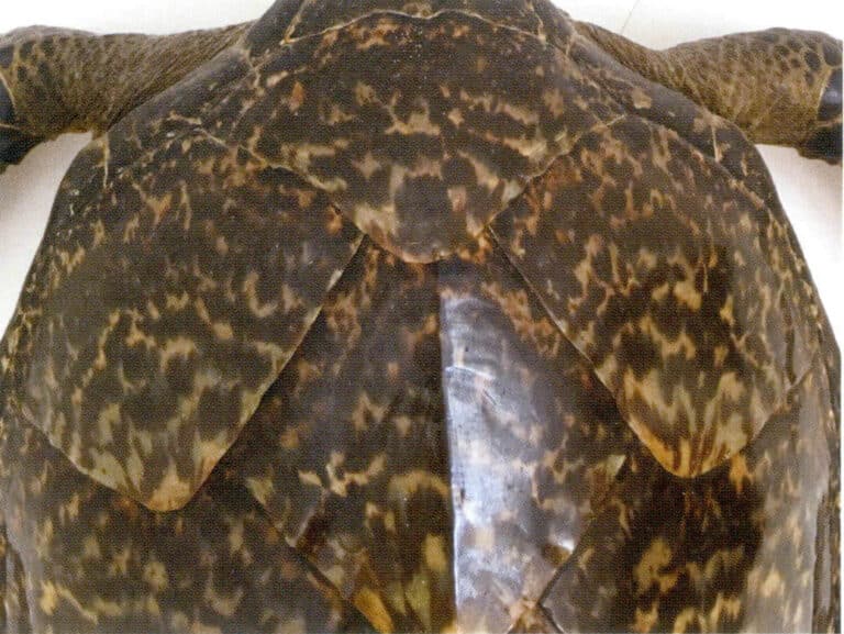 Figure 7-3-2 Tortoiseshell Tortoiseshell(1)