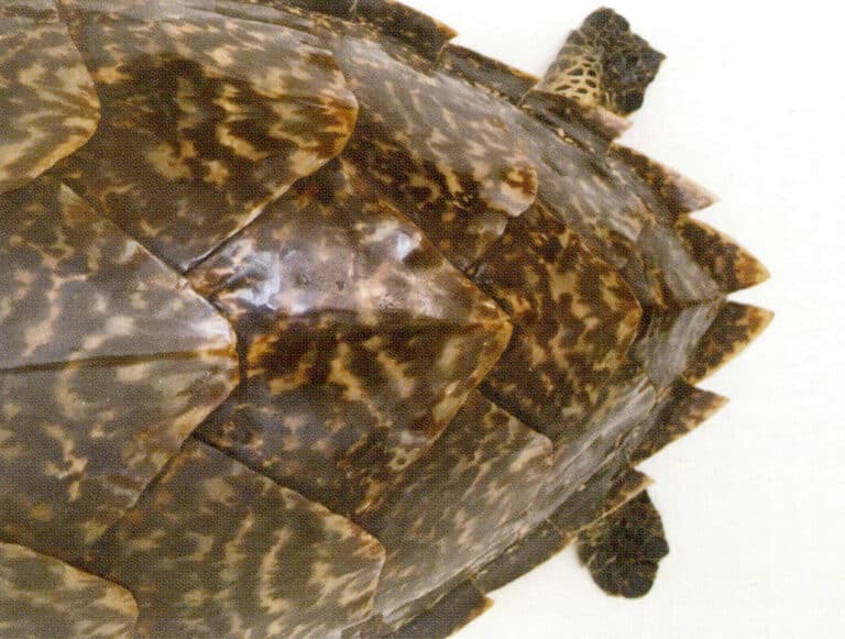 Figure 7-3-3 Tortoiseshell tortoiseshell (II)