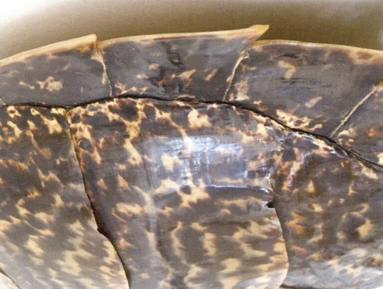 Figure 7-3-4 Tortoiseshell Tortoiseshell(III)