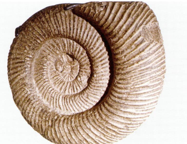 Figure 7-4-1 ammonite fossils