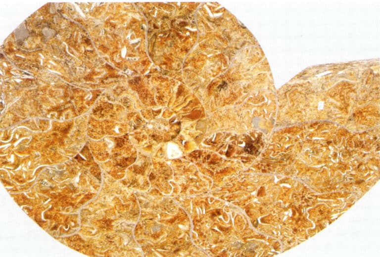 Figure 7-4-2 ammonite fossils in section