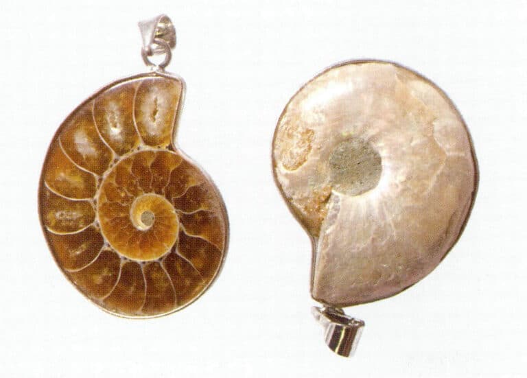 Figure 7-4-3 ammonite fossil exterior and section (1)