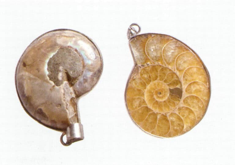 Figure 7-4-4 ammonite fossil exterior and section (2)