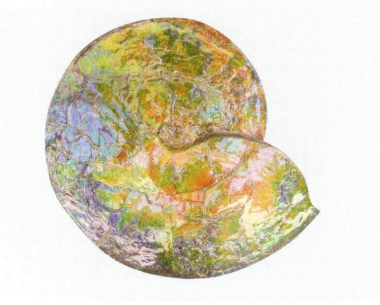 Figure 7-4-6 ammonite Raw Stone (3)