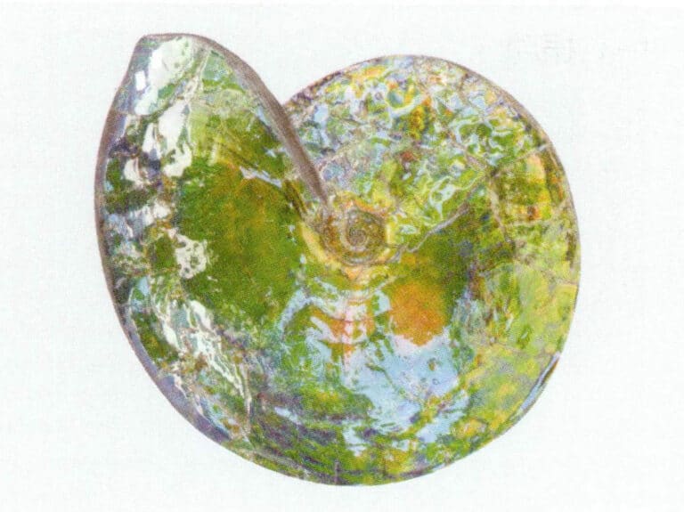 Figure 7-4-7 ammonite Raw Stone (2)