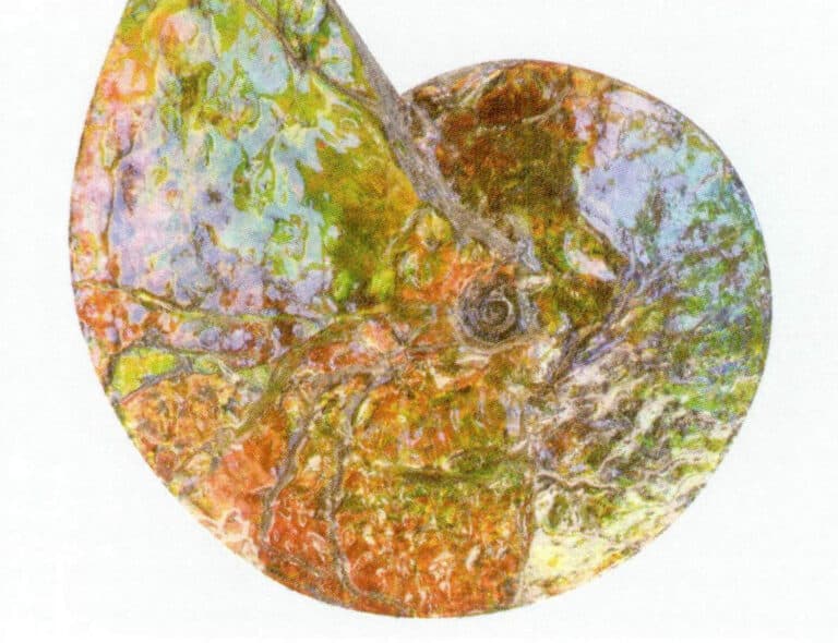 Figure 7-4-8 ammonite Raw Stone (4)