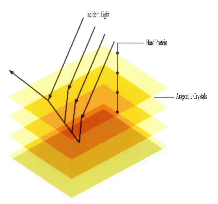 Figure 1-2-3 Schematic diagram of the principle of pearl luster generation