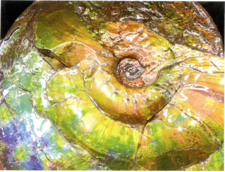 Figure 7-4-9 ammonite Raw Stone (5)