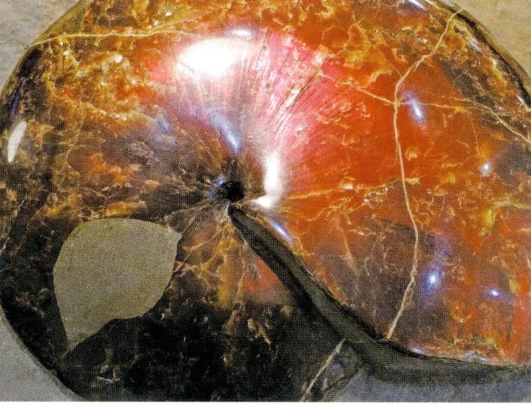 Figure 7-4-10 ammonite Raw Stone (6)