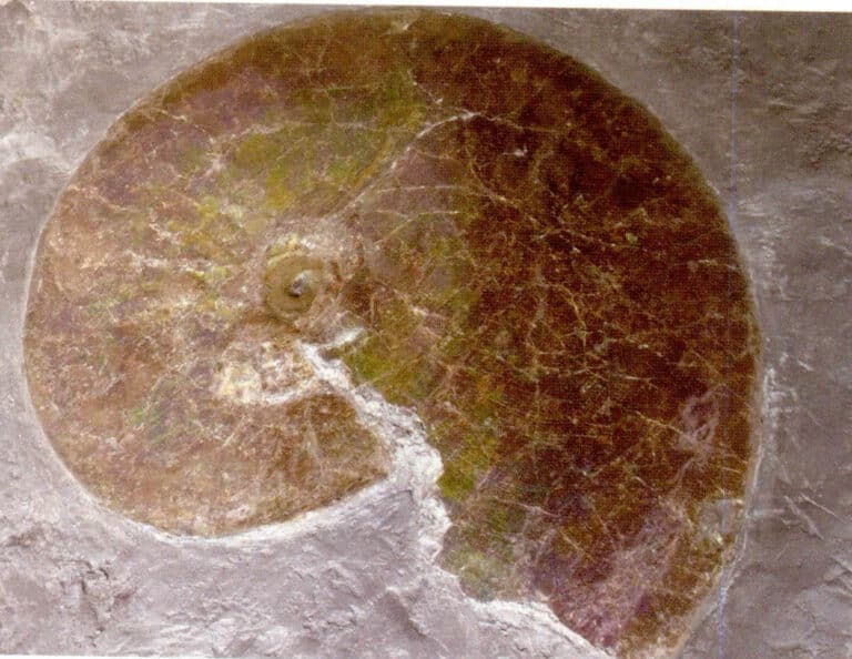 Figure 7-4-16 Weakly Haloed Colored ammonite Raw Stone