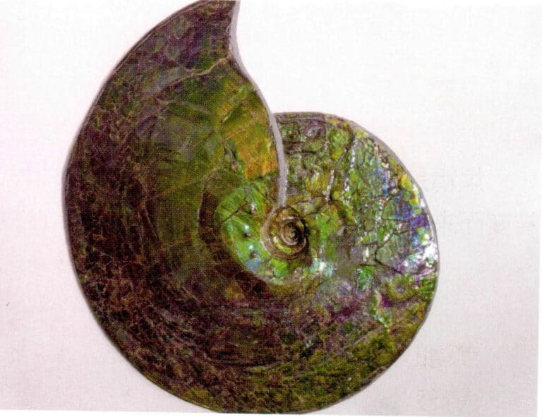 Figure 7-4-17 Moderately Haloed ammonite Raw Stone