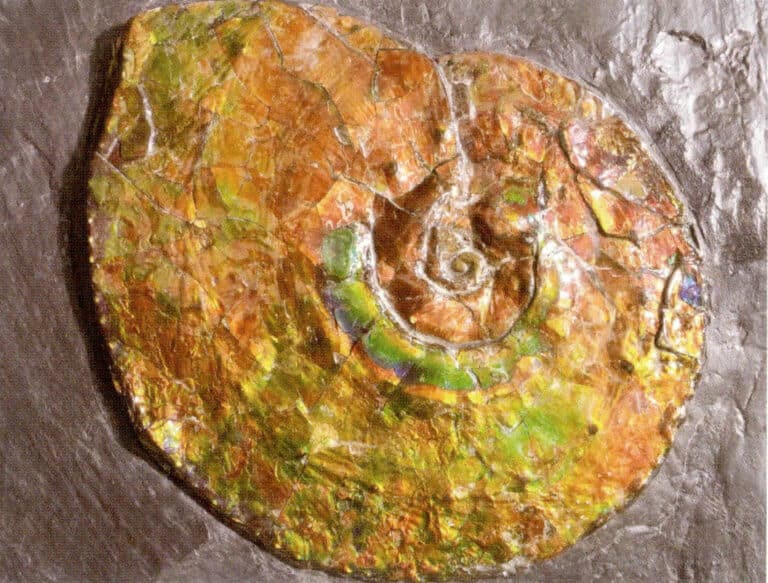 Figure 7-4-18 Strongly Haloed ammonite