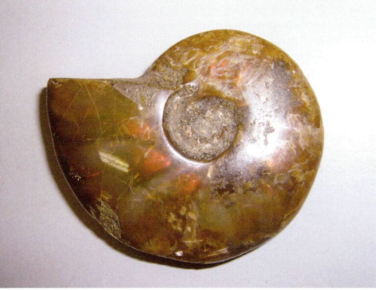 Figure 7-4-20 Madagascar Colored ammonite (I)