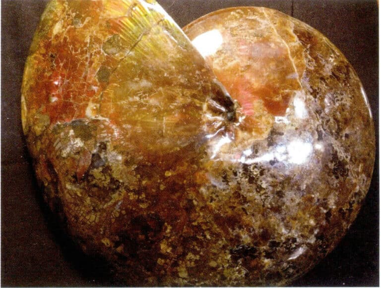 Figure 7-4-21 Madagascar Colored ammonite (II)