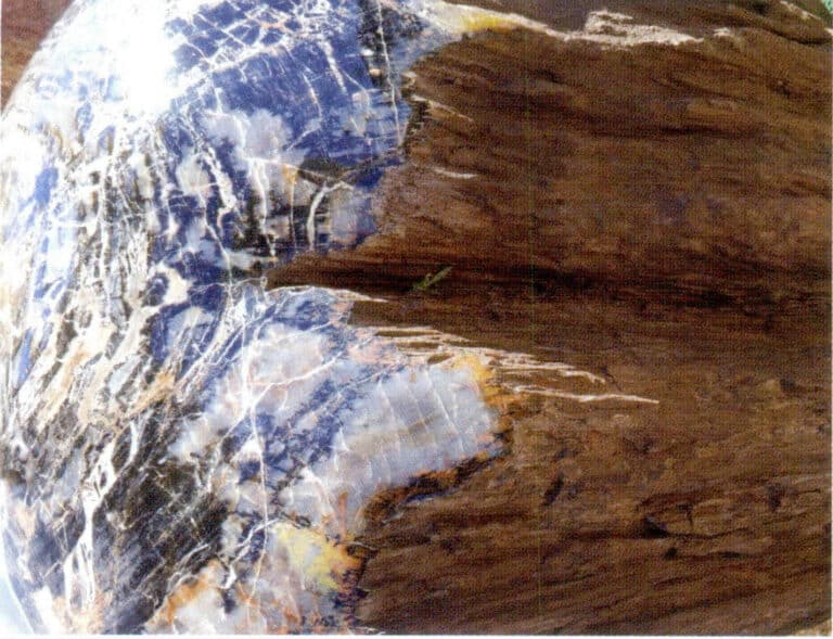 Figure 7-6-1 Cross-sections and longitudinal surfaces of Petrified wood