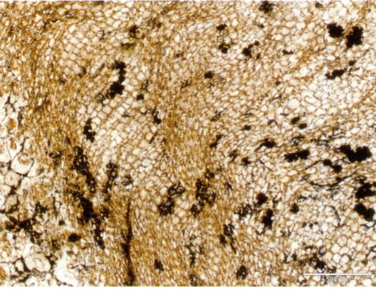 Figure 7-6-11 Phyllotubular cells in Petrified wood (5x)