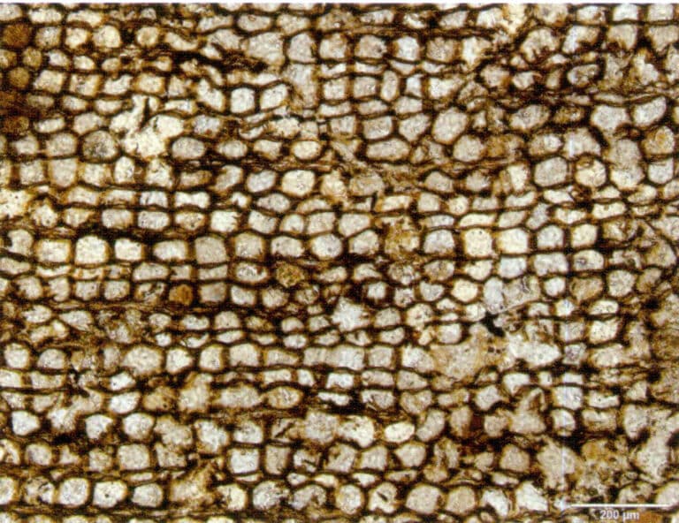 Figure 7-6-13 Phyllotubular cells in Petrified wood (10x)