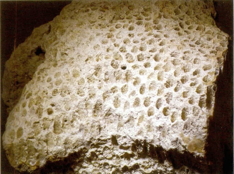 Figure 7-7-2 Coral Jade Raw Stone (2)