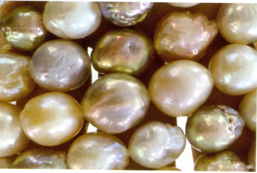 Figure 1-2-48 Wrinkling of the pearl layer (freshwater cultured pearls with nuclei)