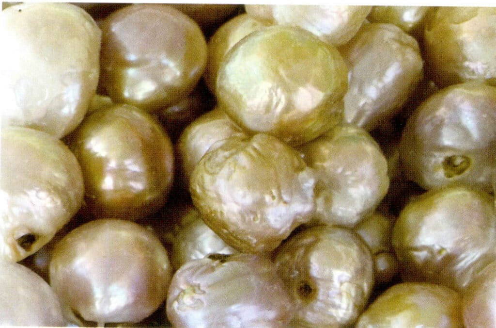 Figure 1-2-49 Wrinkling and damage of the pearl layer (freshwater nucleated cultured pearls)