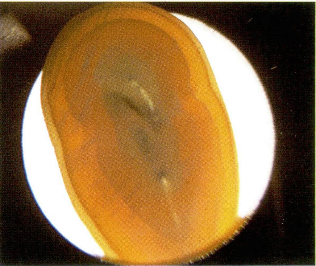 Figure 1-2-68 Concentric layered structure of the pearl layer in non-nucleated cultured pearls (1)