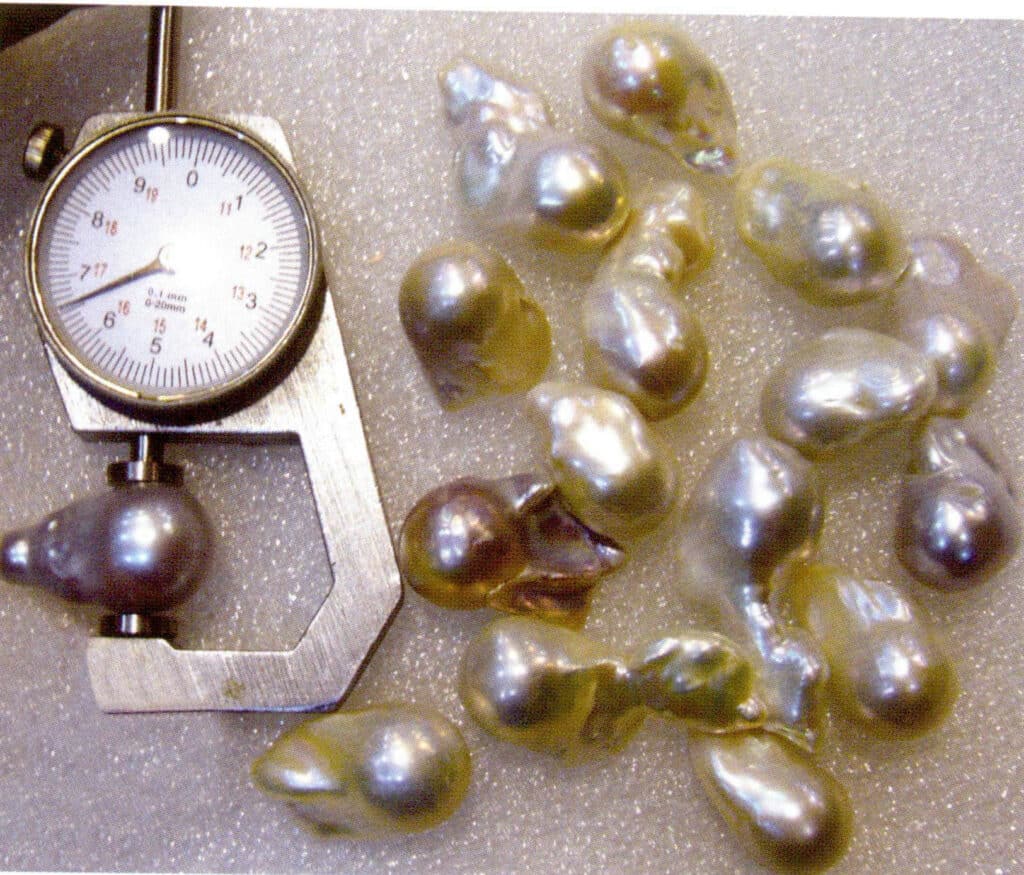 الشكل 1-3-23 زراعة لؤلؤ المياه العذبة النواة