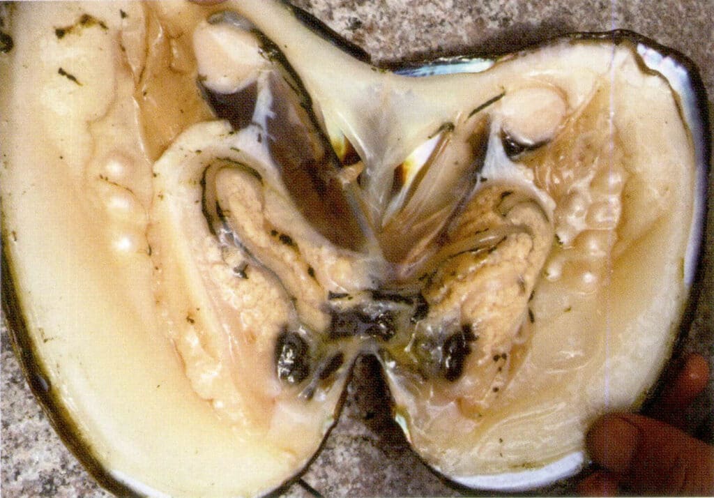 الشكل 1-3-29 اللؤلؤ المزروع في محار لؤلؤ المياه العذبة (محار الشراع المثلث)