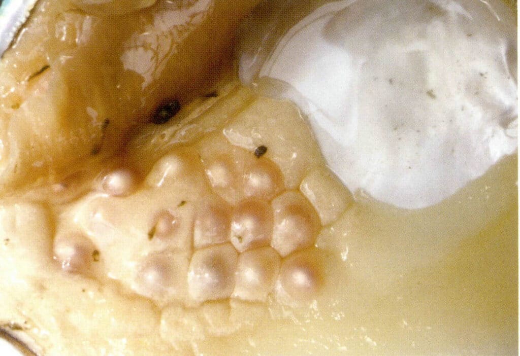 الشكل 1-3-30 اللؤلؤ المزروع في محار لؤلؤ المياه العذبة (محار الشراع المثلث)