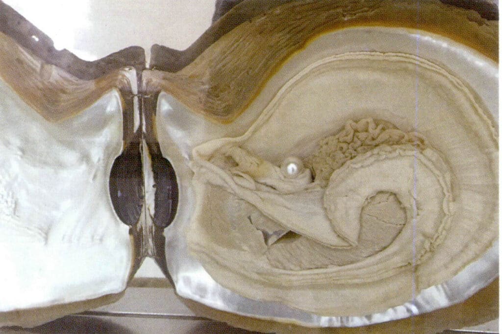 الشكل 1-3-31 اللؤلؤ المزروع في محار لؤلؤ مياه البحر (قشرة الفراشة البيضاء)