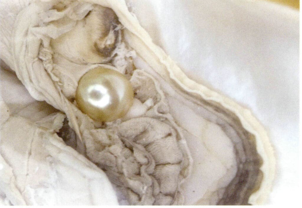 الشكل 1-3-32 اللؤلؤ المزروع في محار اللؤلؤ في مياه البحر (صدفة ذهبية الشفاه)
