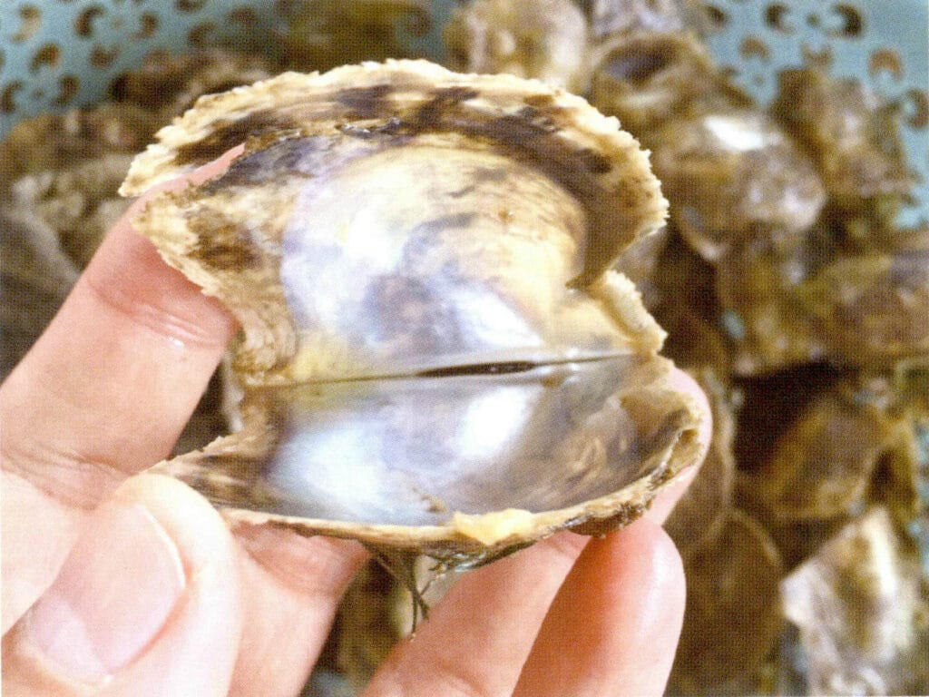 الشكل 1-3-34 قذيفة من قشرة البينكتادا مارتينسي