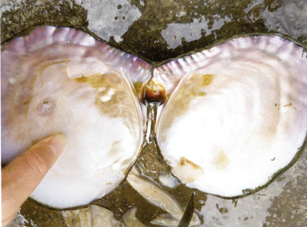 الشكل 1-3-35 قشرة نبات التريغونوبسيس المتنوع