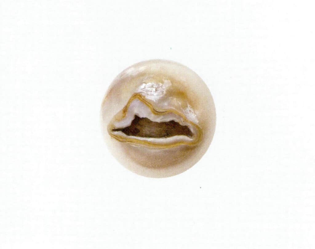 الشكل 1-3-37 لآلئ المياه العذبة المستزرعة ذات النواة (النواة ظاهرة في المنطقة المتضررة)