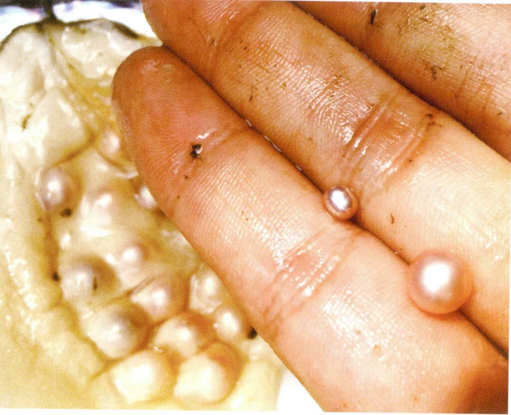 الشكل 1-3-38 لآلئ المياه العذبة المستزرعة ذات النواة العذبة