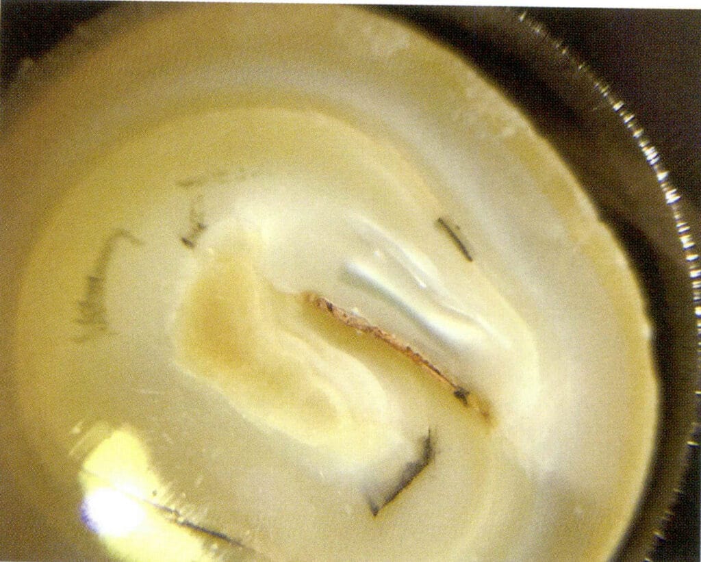 الشكل 1-3-39 المقطع العرضي للؤلؤ المستزرع غير المنوي في المياه العذبة