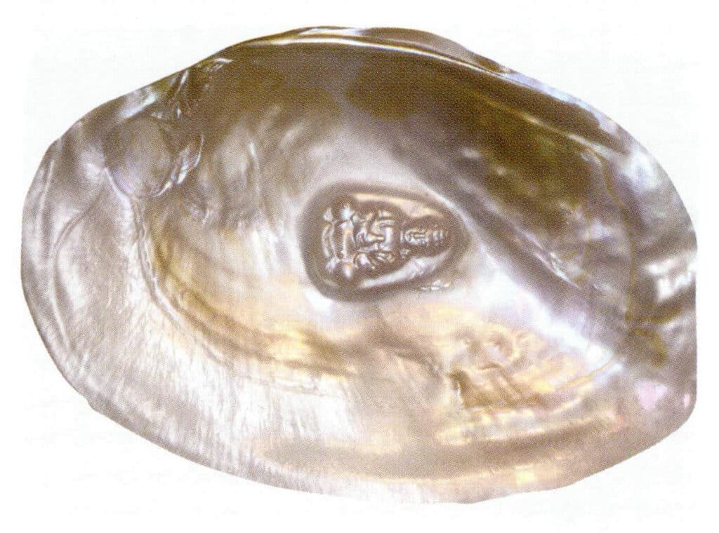 الشكل 1-3-40 اللآلئ المنواة بالخرز (المياه العذبة)