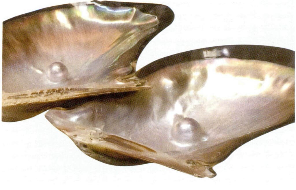 الشكل 1-3-41 لؤلؤة ملتصقة بالصدفة (مياه البحر)