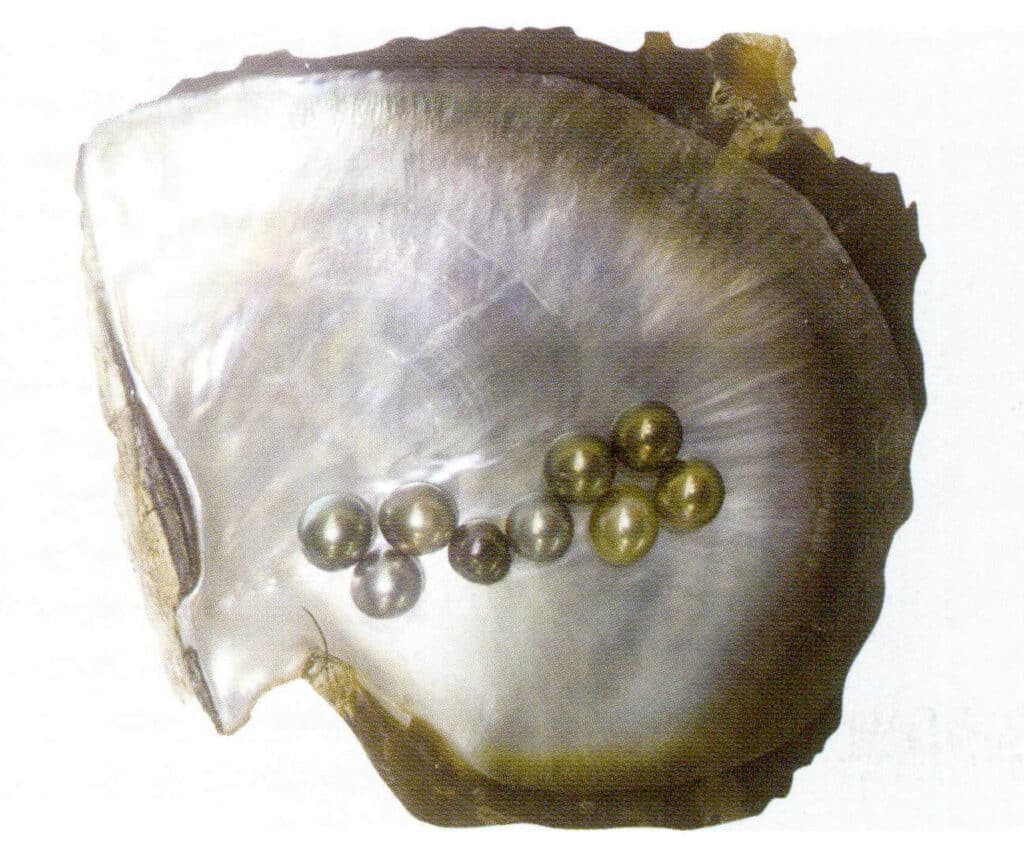 الشكل 1-3-3-42 محار اللؤلؤ الأسود الشفة واللؤلؤ المزروع