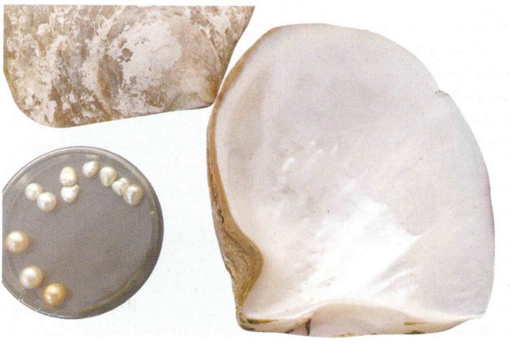 الشكل 1-3-3-43 المحار العملاق واللؤلؤ المزروع