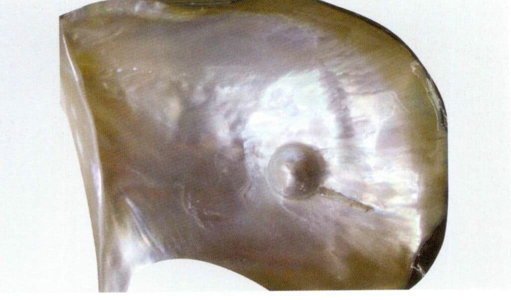 الشكل 1-3-44 البطريق البطريق والرخويات المزروعة باللؤلؤ