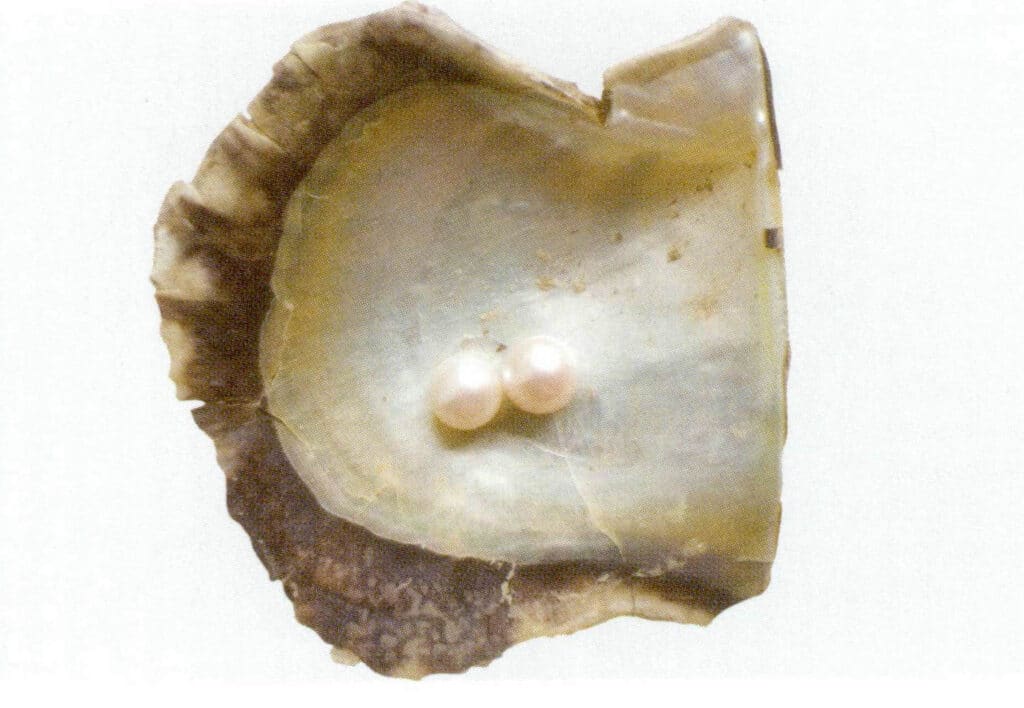 الشكل 1-3-45 محار أكويا واللؤلؤ المستزرع