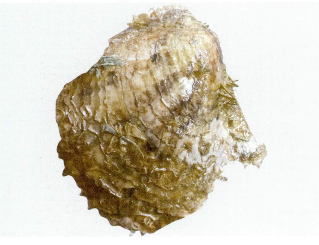 الشكل 1-3-46 الشكل 1-3-46 منظر خارجي لنبات البينكتادا مارتينسي