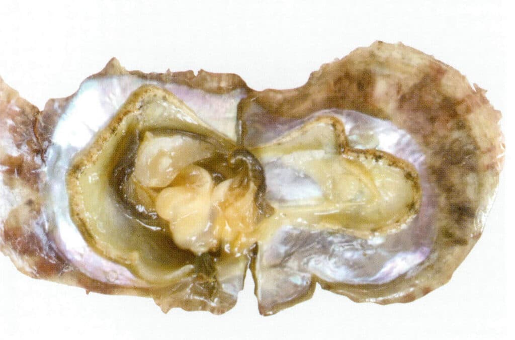 الشكل 1-3-47 الشكل 1-3-47 منظر داخلي لنبات البينكتادا مارتينسي