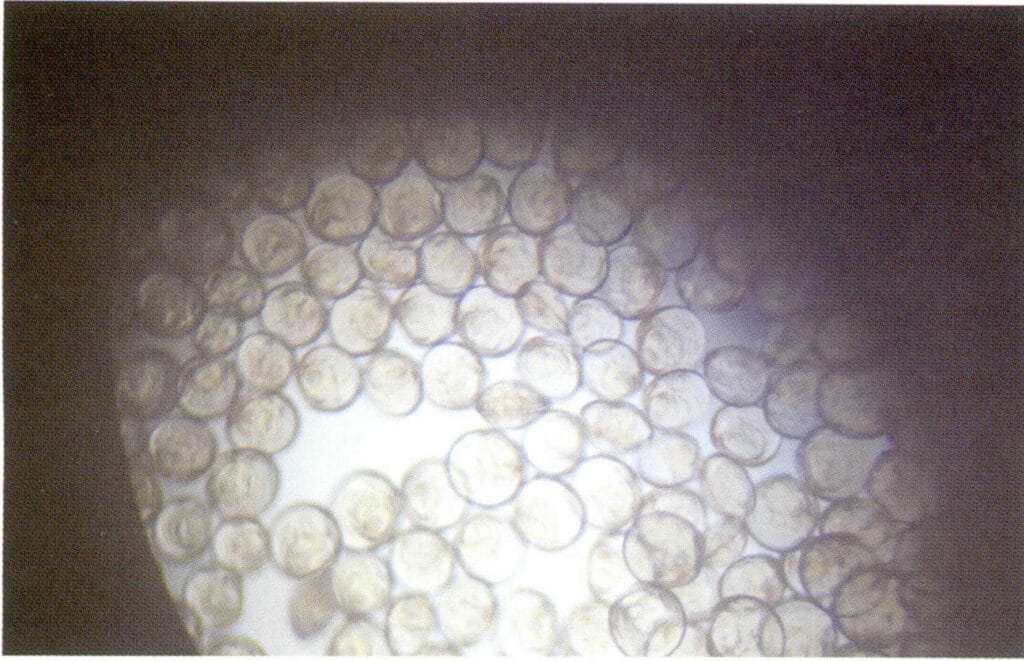 الشكل 1-3-48 ماكترا اليافعة (تحت المجهر)